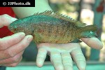 anabas testudineus anabas testudineus
