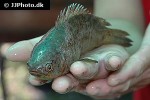 anabas testudineus anabas testudineus
