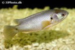 anabas testudineus anabas testudineus