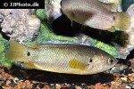 anabas testudineus anabas testudineus