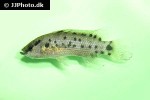 badis assamensis badis assamensis