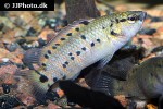 badis assamensis badis assamensis