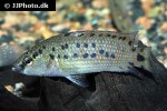 badis assamensis badis assamensis