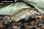 badis assamensis badis assamensis