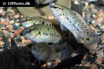 badis assamensis badis assamensis