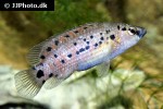 badis assamensis badis assamensis