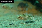 badis badis badis badis