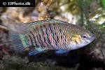 badis badis badis badis
