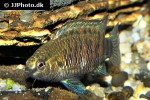badis badis badis badis