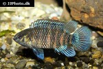 badis badis badis badis