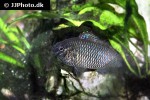 badis badis badis badis