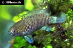 badis badis badis badis