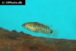 badis badis badis badis