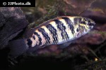 badis badis badis badis