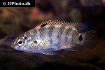 badis badis badis badis