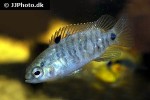 badis badis badis badis