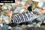 badis badis badis badis
