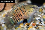 badis badis badis badis