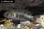 badis badis badis badis