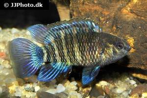 Chameleonfish / Climbing Perch