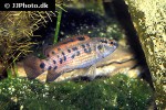 badis blosyrus badis blosyrus