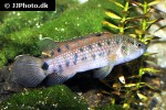 badis blosyrus badis blosyrus