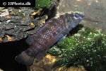 badis blosyrus badis blosyrus