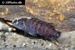 badis blosyrus badis blosyrus