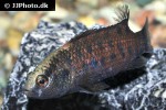 badis blosyrus badis blosyrus