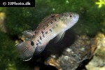 badis blosyrus badis blosyrus