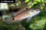 badis blosyrus badis blosyrus