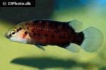 badis blosyrus badis blosyrus
