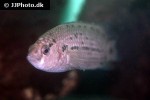 badis blosyrus badis blosyrus