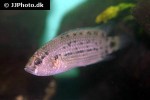 badis blosyrus badis blosyrus