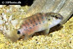 badis blosyrus badis blosyrus