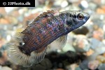 badis blosyrus badis blosyrus
