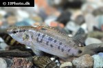 badis blosyrus badis blosyrus