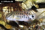 badis blosyrus badis blosyrus