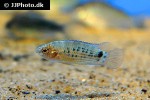 badis ruber badis ruber
