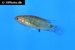 badis ruber badis ruber