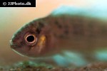 badis ruber badis ruber