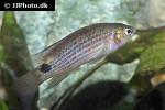 badis ruber badis ruber