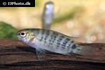 badis ruber badis ruber