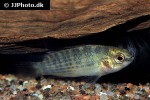 badis ruber badis ruber