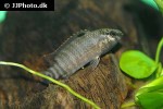badis singenensis badis singenensis