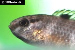 badis singenensis badis singenensis