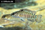 badis singenensis badis singenensis