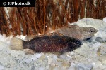badis singenensis badis singenensis