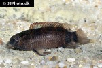 badis singenensis badis singenensis