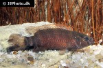 badis singenensis badis singenensis